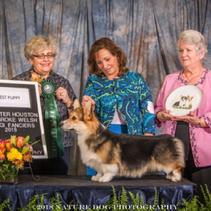 Best Puppy
Reserve Winners Dog

BRYNLEA CRESCENTHILL
GOODNIGHT MOON